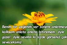 yeğen sözleri