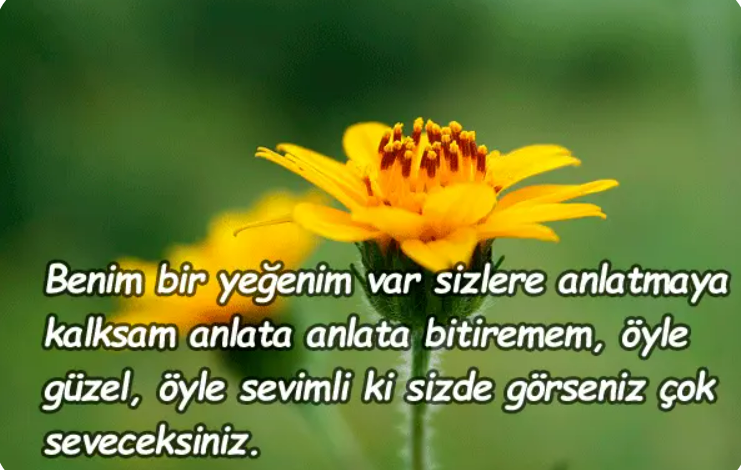 yeğen sözleri